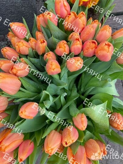 Тюльпаны розница