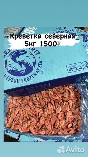 Креветка северная