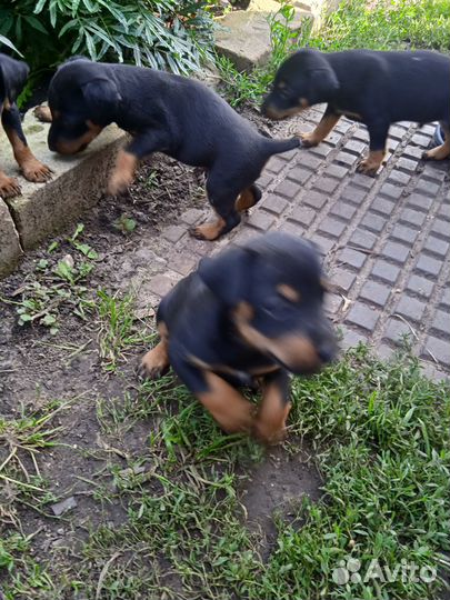 Щенки ягдтерьера