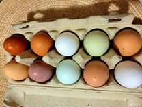Инкубационные Домашние куриные яйца