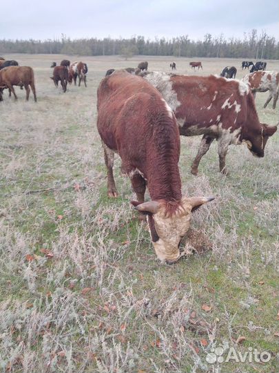 Быки на откорм