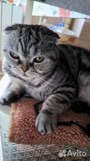 Шотландская вислоухая кошка бесплатно