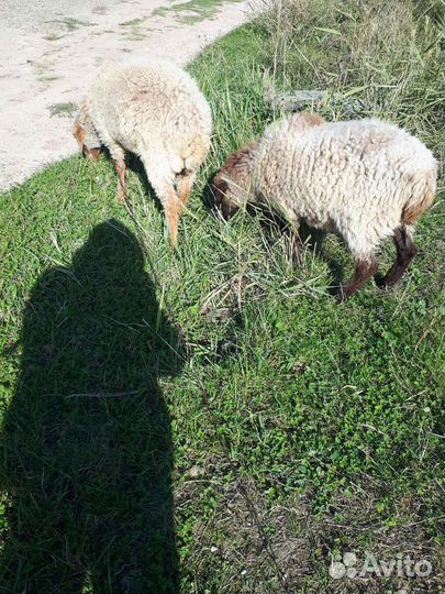 Девочки и мальчик долпер