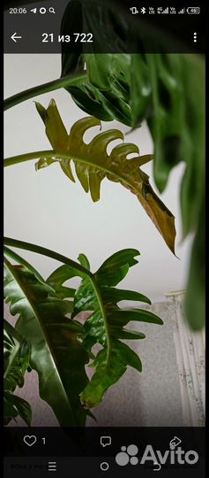 Филодендрон