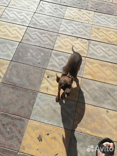 Домашние животные собаки маленькие