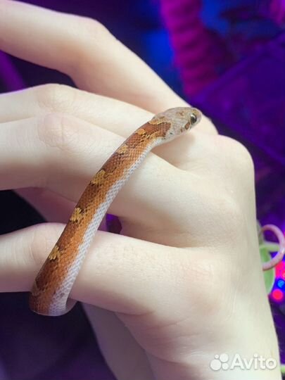 Маисовый полоз bloodred pied sided het anery