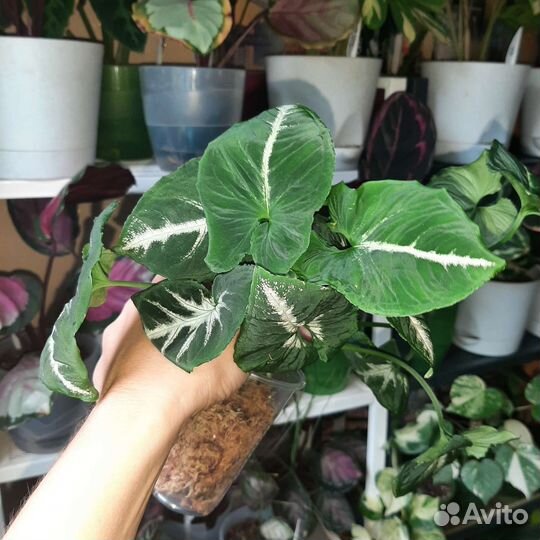 Сингониум, эпипремнум