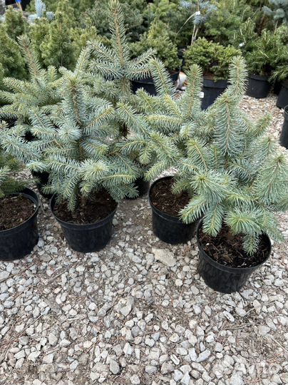 Ель Super Blur Seedling