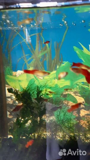 Рыбки гуппи