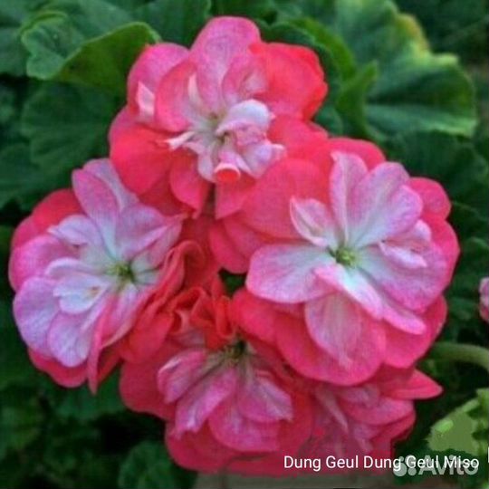 Герань пеларгония