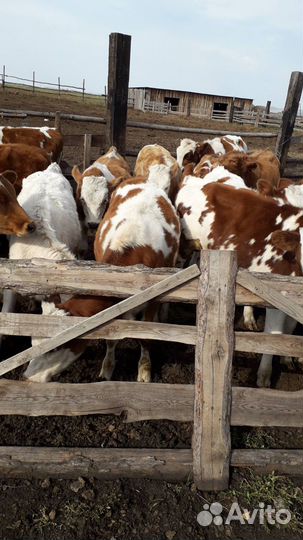 Телята, бычки,телочки