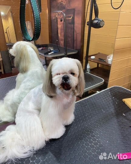 Груминг собак на дому