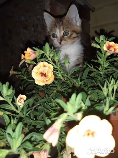 Кошка в дар бесплатно