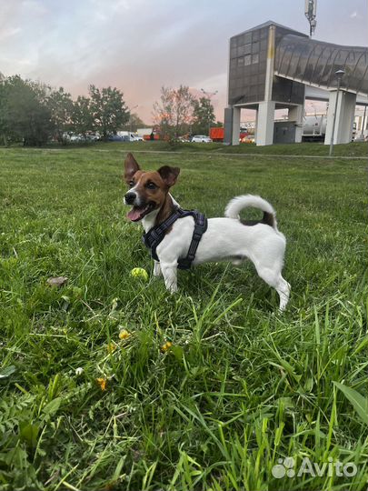 Вязка джек рассел терьер