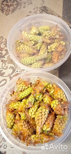 Почки сосны