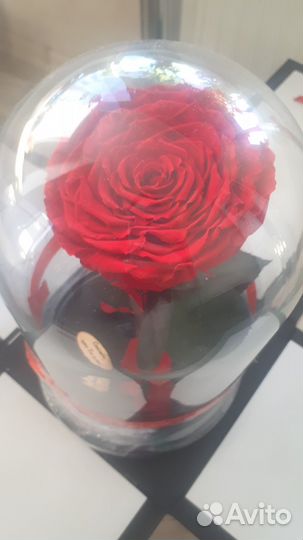 Вечная роза в колбе