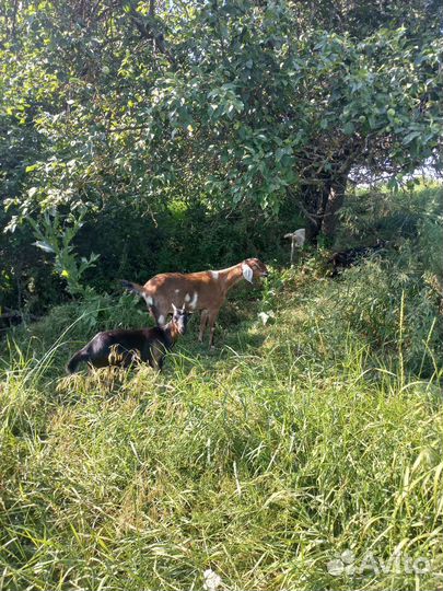 Козлята нубийские ламанча вязка