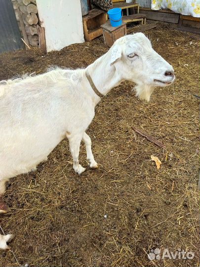 Зааненская дойная коза