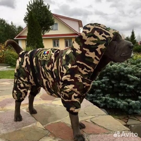 Одежда для собак