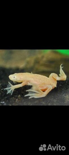 Аквариумные рыбки,мотыль,трубочник,креветки