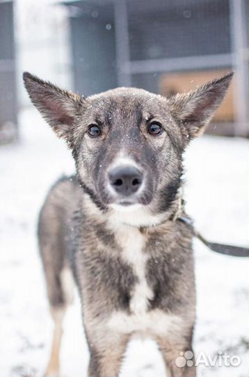 Собака в добрые руки отдам бесплатно