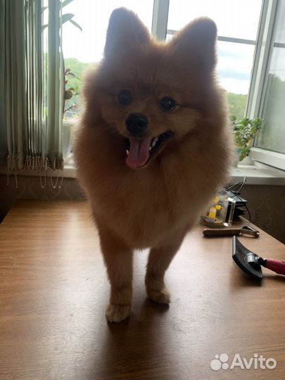 Грумер, хендлер