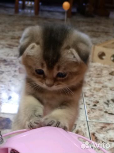 Котик золотая шиншилла