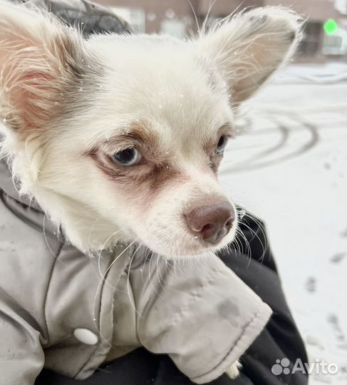 Мраморный щенок чихуахуа