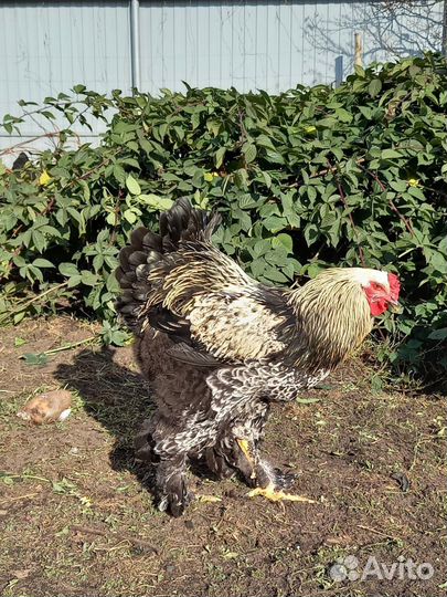 Петухи Брама