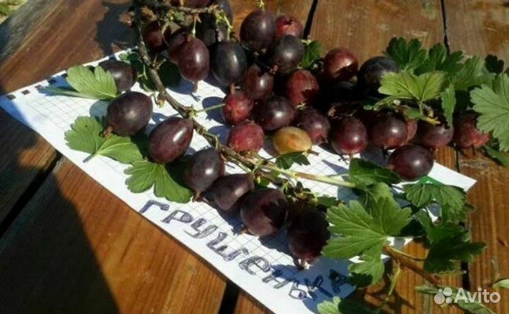 Смородина и крыжовник