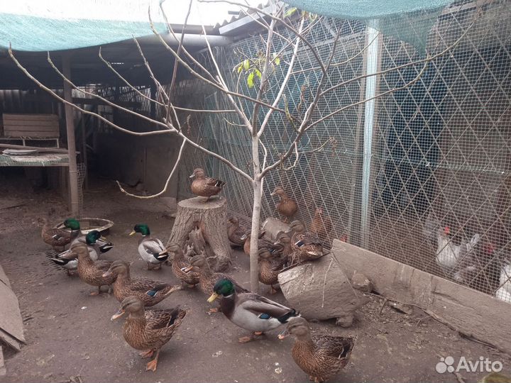 Дикие подсадные утки