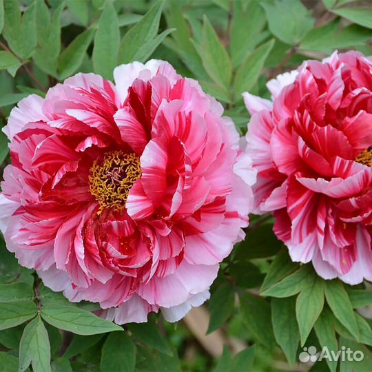 Пионы сортовые гибрид