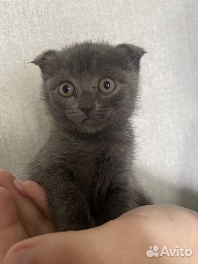 Британская кошечка