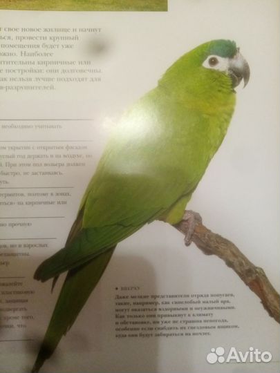 Энциклопедия о птицах