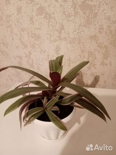 Традесканция рэо