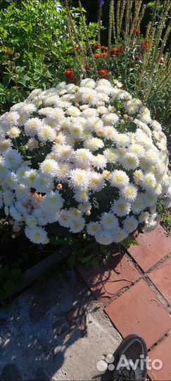 Хризантемы мультифлора