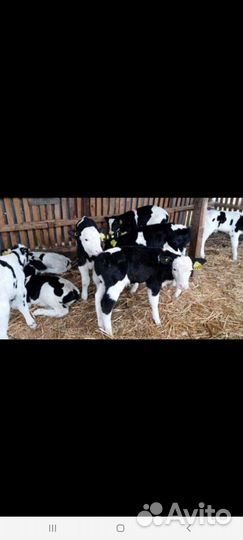 Быки и Тёлки