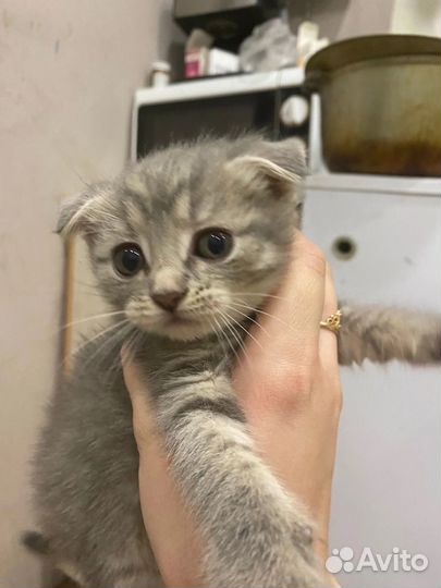 Котята в хорошие руки