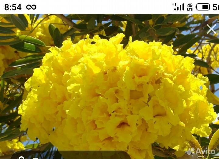 Табибуя расписание Египетские