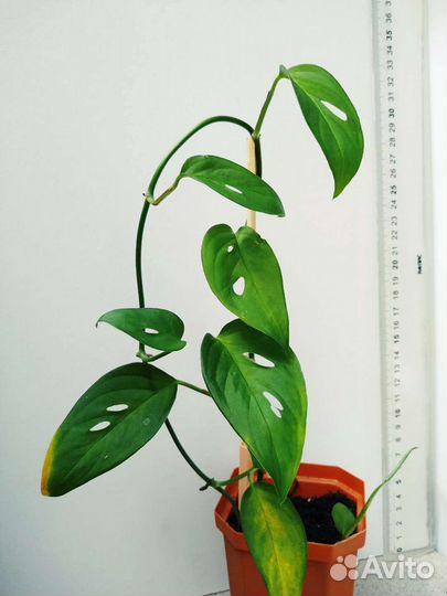 Комнатные модные цветы