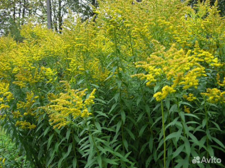 Золотарник/ солидаго