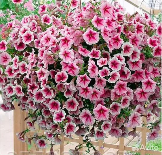 Петуния ампельная