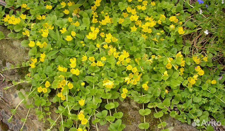 Цветы, саженцы для альпийской горки