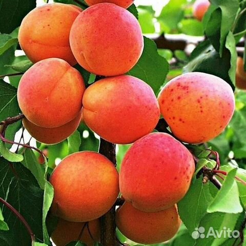 Абрикос Триумф Северный