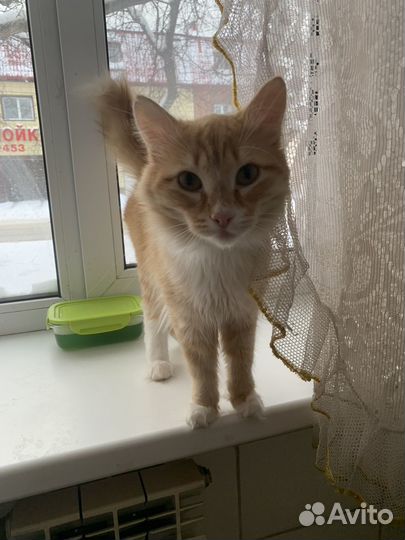 В течение недели Отдам кота в добрые течение