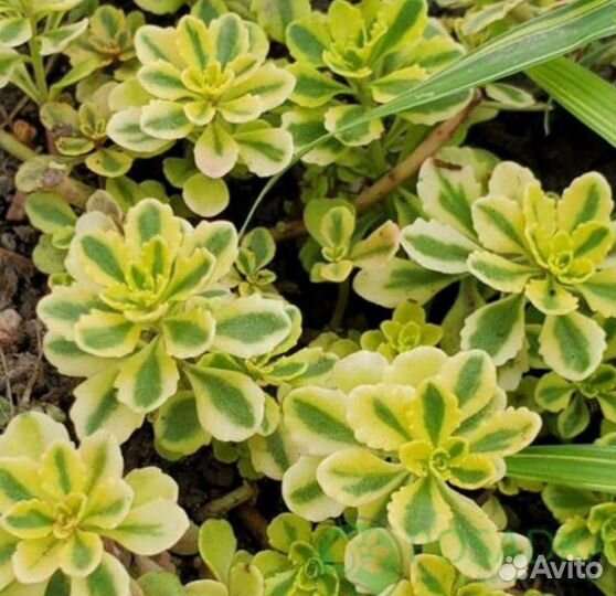 Очиток Миддендорфа вариегата