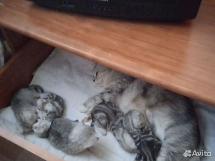 Кошка