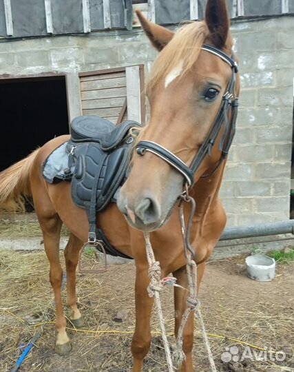 Кобыла,телка,корова