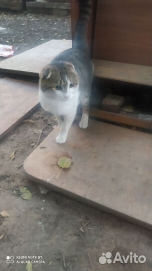 Кот