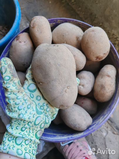 Мелкий картофель